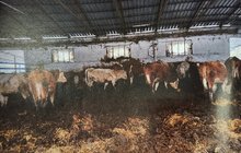 Krávy nechali o hladu a žízni: Hynuly ve stádech