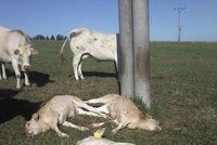 Telata v Načeradci zemřela pod vedením vysokého napětí. Farmářka viní ČEZ