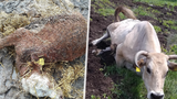 Otřesné týrání krav na Chomutovsku: Případ se dostal před soud
