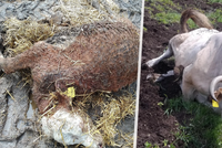 Otřesné týrání krav na Chomutovsku: Případ se dostal před soud