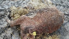 Otřesné týrání krav na Chomutovsku: Případ se dostal před soud.