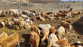 Otřesné týrání krav na Chomutovsku: Případ se dostal před soud.