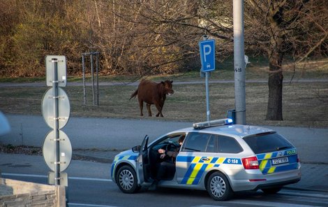 Tele si z policejního auta nic nedělalo. 