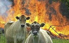 30 krav našli mrtvé na hromadě: Kdo si dal tu práci je naaranžovat? 