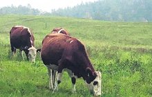 Netradič ní referendum na Semilsku: Vesnici rozdělily krávy!