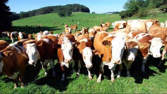 Hromadná sebevražda krav ve Švýcarsku zaskočila farmáře 