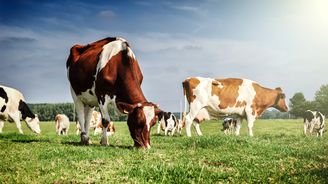 Nová elektrárna bude vyrábět čistou energii z kravského hnoje