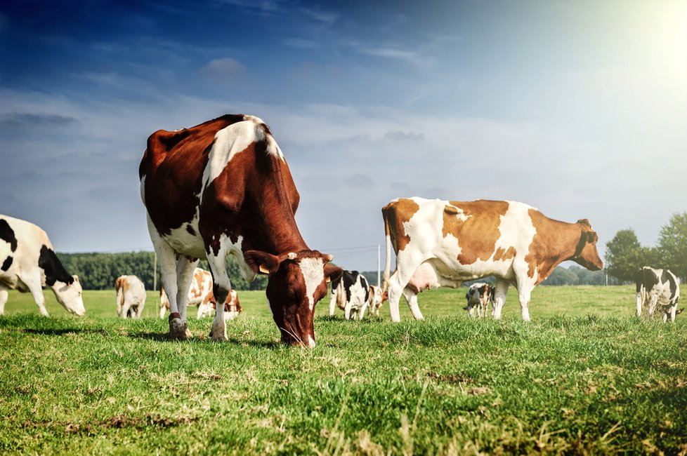 Na farmách, kde byla bakterie objevena, plánují novozélandské úřady utratit všechny krávy, včetně těch zdravých. Očekává se, že snaze zastavit šíření bakterie jich padne za oběť až 150 tisíc.