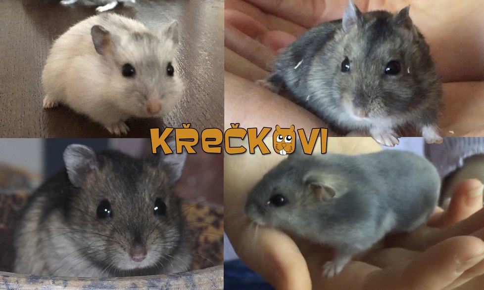 Křečkovi – Kdo je kdo