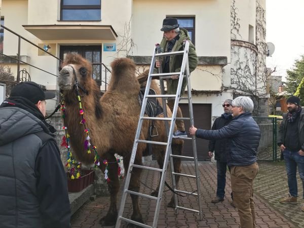 Suchánek by se jinak na velblouda nedostal.