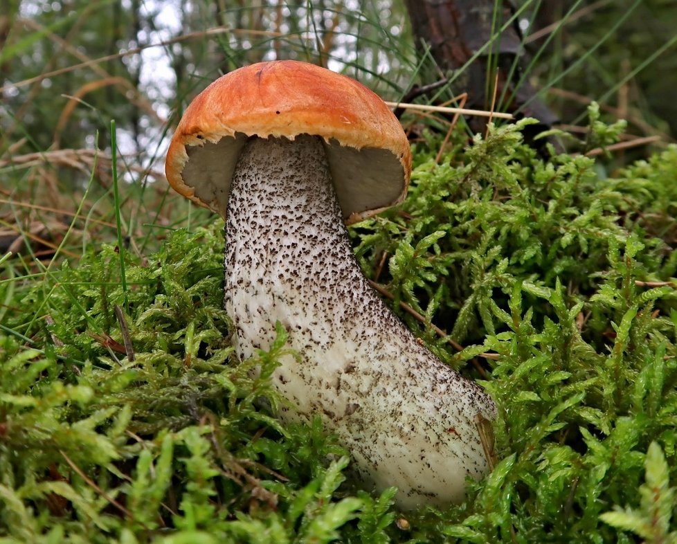 Křemenáč březový roste vždy pod břízami. Charakteristická je pro něj čistě bílá noha  pokrytá šedočernými šupinkami, které jsou výrazně tmavší než u jiných křemenáčů, a to i u mladých hub. Dalším znakem je hnědooranžový klobouk s přesahující pokožkou.