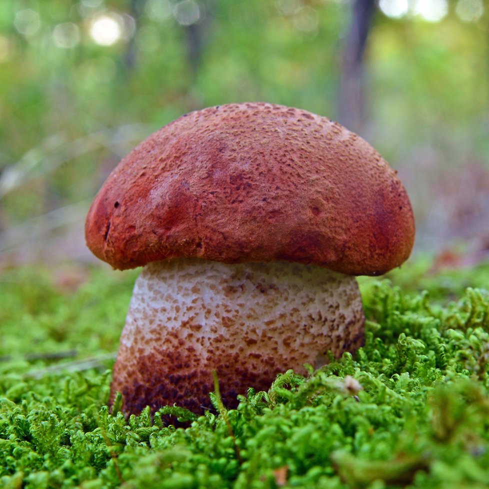 Křemenáč krvavý neboli dubový roste pod duby nebo osikami.