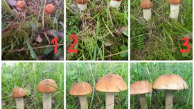 Růst křemenáče den po dni zaznamenala Stanislava Nachtigalová přímo na své zahradě na Rakovnicku.