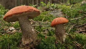 Křemenáč smrkový je ohrožený, netrhejte ho proto. „Mnozí houbaři ale mezi křemenáči nerozlišují, všechny druhy jsou totiž jedlé a velice chutné, a tak i ten smrkový je hojně sbírán,“ říká mykolog Miloš Krčil.