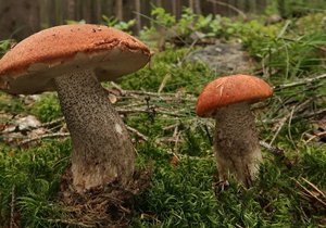 Křemenáč smrkový je ohrožený, netrhejte ho proto. „Mnozí houbaři ale mezi křemenáči nerozlišují, všechny druhy jsou totiž jedlé a velice chutné, a tak i ten smrkový je hojně sbírán,“ říká mykolog Miloš Krčil.