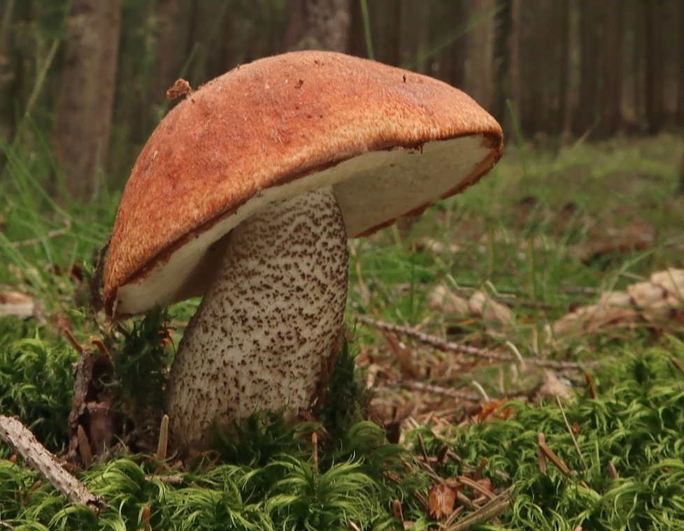 Křemenáč smrkový byl zařazen na Červený seznam hub jako téměř ohrožený druh, netrhejte ho proto. Tato houba roste jedině pod smrky, na které je vázaný. Pod těmito stromy jiného křemenáče nenajdete.