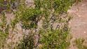 Kreosotový keř (Larrea tridentata)