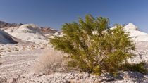 Rekordman z říše rostlin: Kreosotový keř rostoucí v severoamerických pouštích se může dožít i 11 000 let