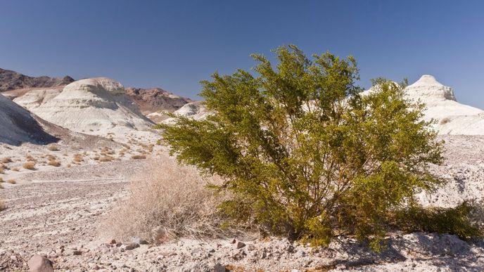 Kreosotový keř (Larrea tridentata)