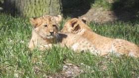 Anoona a Akashinga jsou novým tahákem pro návštěvníky brněnské zoo.