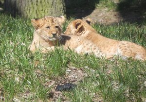 Anoona a Akashinga jsou novým tahákem pro návštěvníky brněnské zoo.