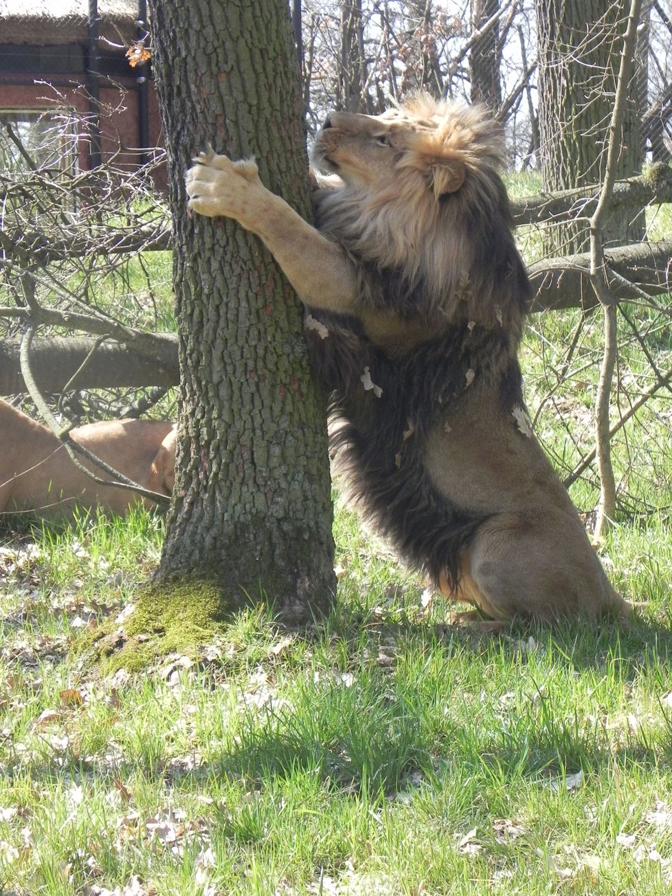 Otec Lolek se dostal do Brna loni v červenci z gdaňské zoo.