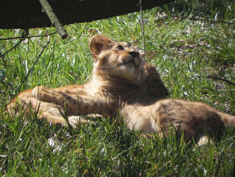 Anoona a Akashinga jsou novým tahákem pro návštěvníky brněnské zoo.