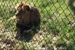 Křest lvích dvojčat v brněnské zoo