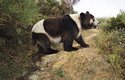 Nejstarším známým předkem pandí rodiny je 8 milionů let starý Kretzoiarctos matrix ze Španělska