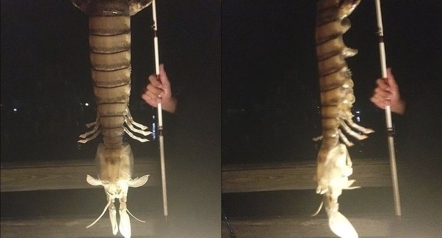 Rybář na Floridě chytil nestvůrně obří krevetu