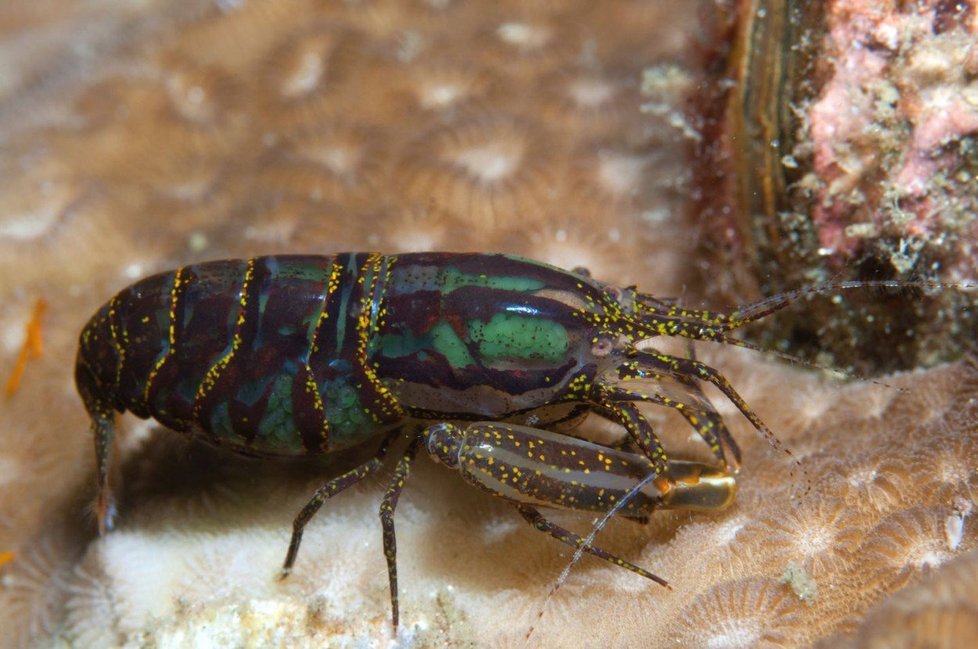Některé druhy krevet vydávají zvuky, které se od objektů odrážejí, podobně jako u sonaru.