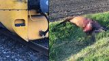 Vlak na Nymbursku srazil dva koně: Neměli šanci přežít