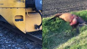 Vlak na Nymbursku srazil dva koně: Neměli šanci přežít.