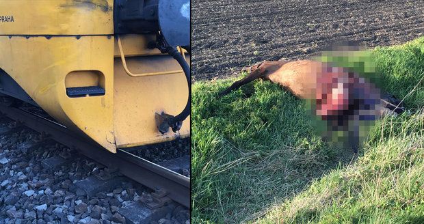 Vlak na Nymbursku srazil dva koně: Neměli šanci přežít