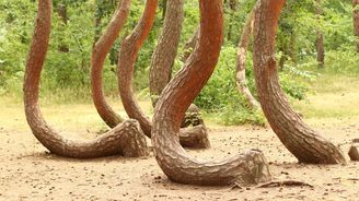 Přírodní úkaz, nebo dílo člověka? Záhadný Křivý les v Polsku stále přináší otázky Přírodní úkaz, nebo dílo člověka? Záhadný Křivý les v Polsku stále přináší otázky