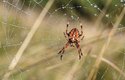 Křižák obecný je pavouk, který se zdržuje v blízkosti lidských obydlí 