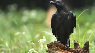 Vědci zjistili, že mezi krkavci se šíří blbá nálada