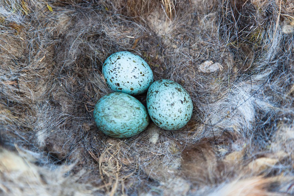 Krkavec velký snáší 5 až 6 modrozelených tečkovaných vajíček
