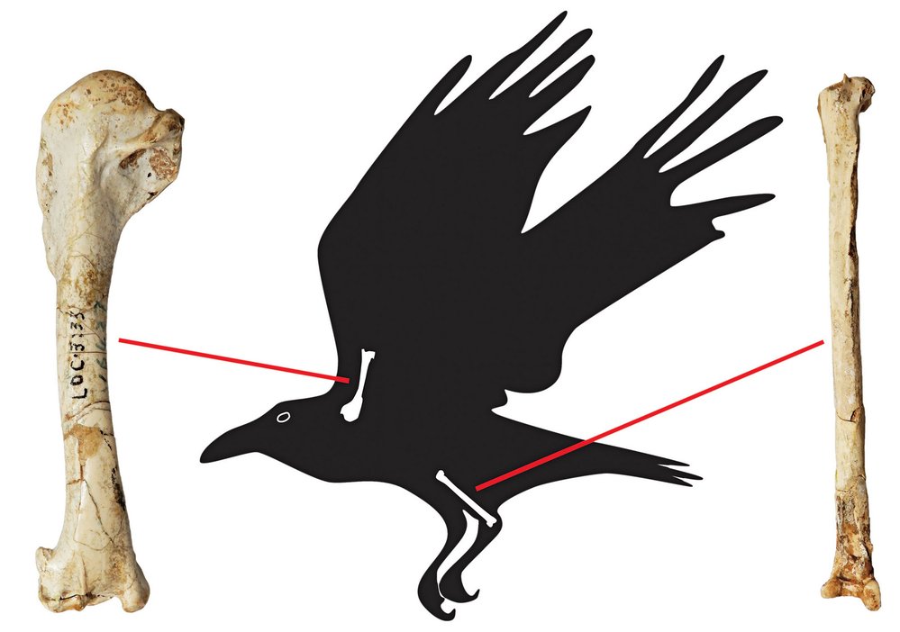 Nově identifikované kosti křídel a nohou krkavce velkého ze slavného archeologického naleziště Čou-kchou- tien