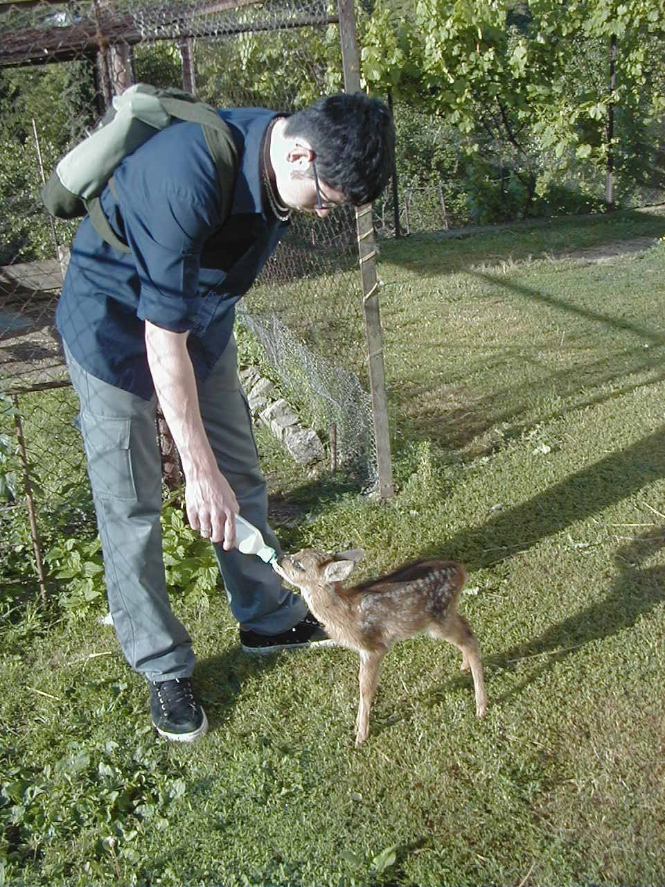 Soužití divokých zvířat s člověkem je neustále provázanější.