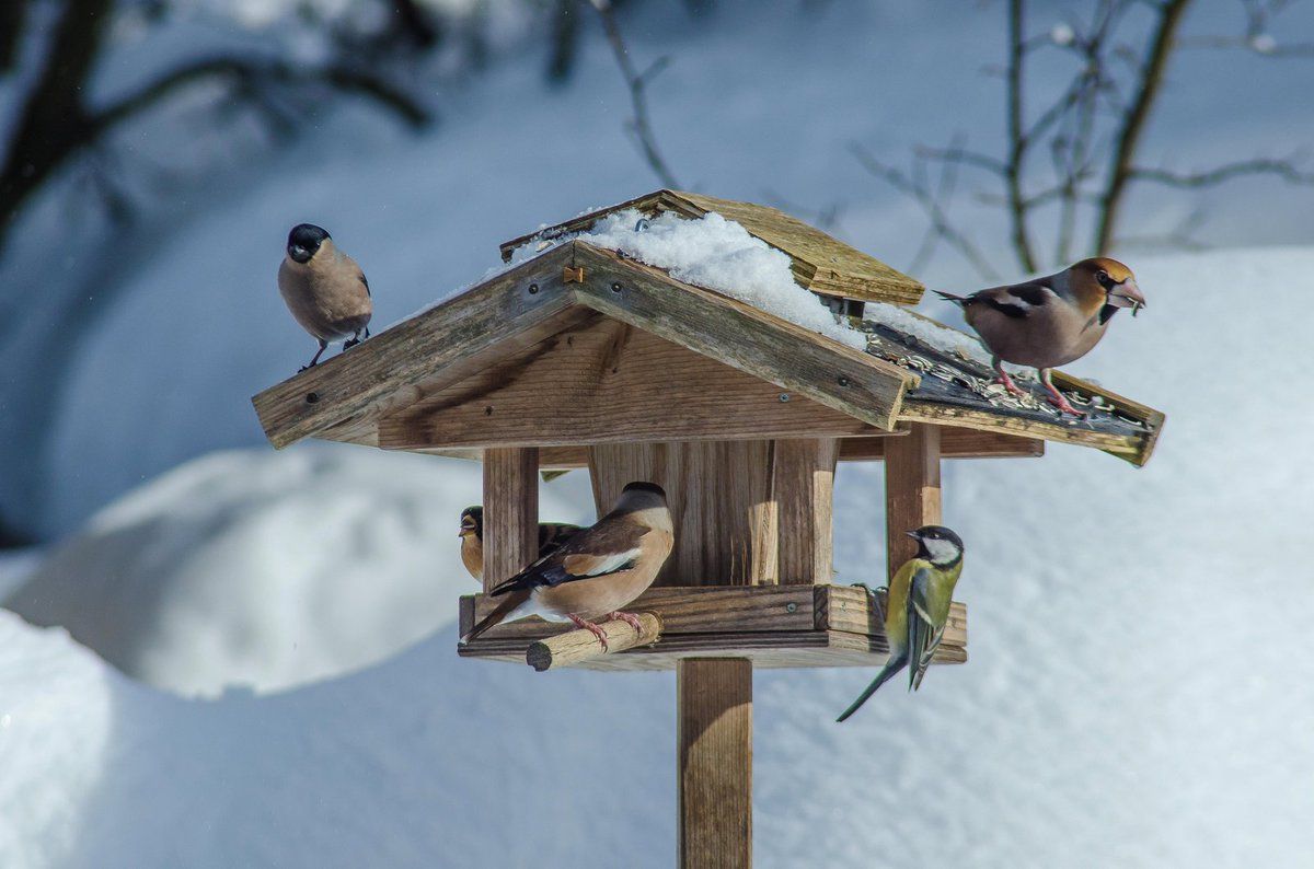Když napadne sníh a ochladí se, budou ptáčci vděční za potravu: Krmítko je  pro ně v zimě maják! | Ahaonline.cz