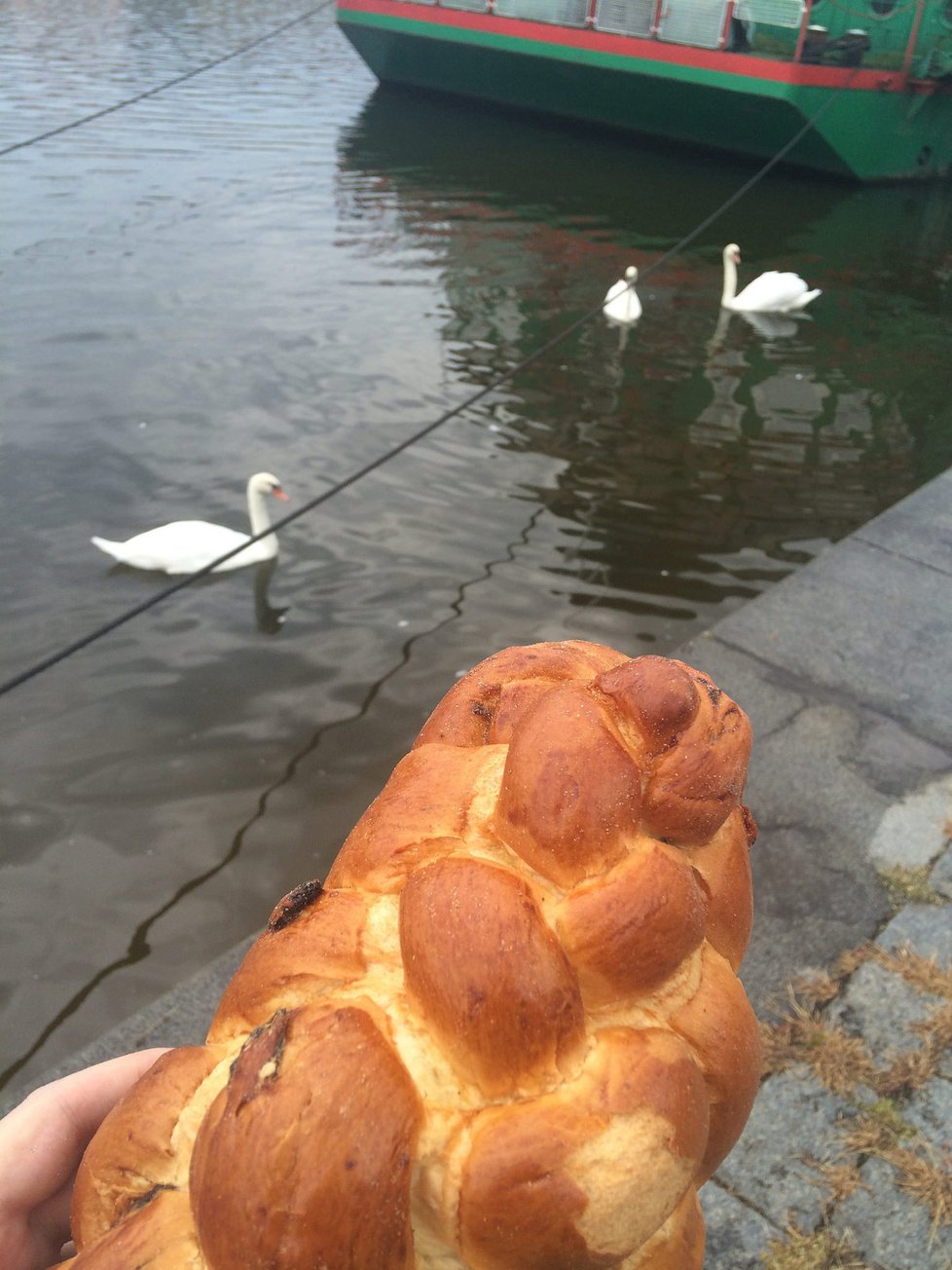 Nekrmte labutě vánočkou. Zabijete je tím, varuje odborník.