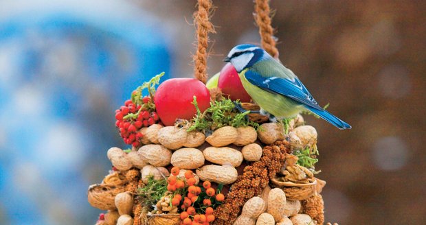Ptačí hostina: Postačí vám jen kousek dřeva, provaz na zavěšení, spousta dobrůtek a pak už jen čekat, než přiletí první host.