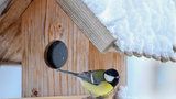 Ptáci pod sněhem obtížně hledají potravu: Koho čím krmit?