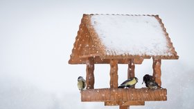 Ptačí krmítko vám přichystá spoustu veselých okamžiků.