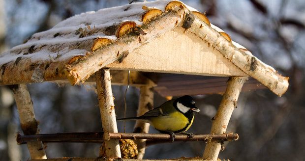 Při plnění ptačích krmítek musíte dávat pozor, abyste neservírovali jedy.