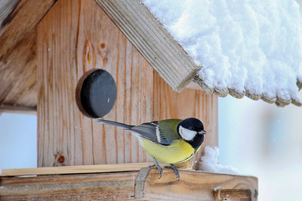 Začíná zima a s tím i sezóna krmení ptáků.
