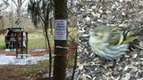 Načepýření oslintaní ptáci hynou u krmítek! Kosí je zákeřná nákaza