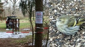 V plzeňském Borském parku se objevila krmítková nemoc, nakažení ptáci nemají šanci.