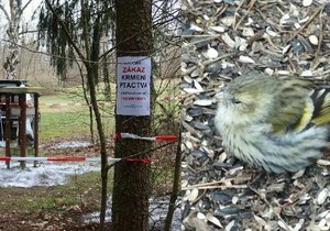 V plzeňském Borském parku se objevila krmítková nemoc, nakažení ptáci nemají šanci.